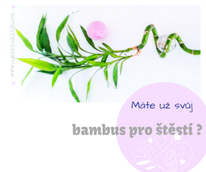 Bambus pro štěstí